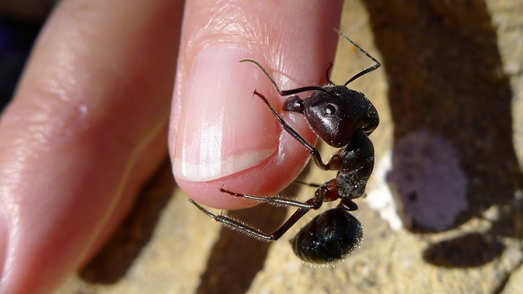 Ants & mankind involved with finding gold.