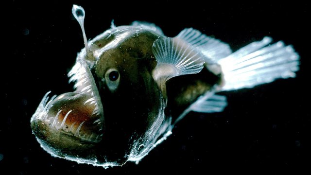 Coldest, oldest, fastest: 10 extreme sea creatures |
