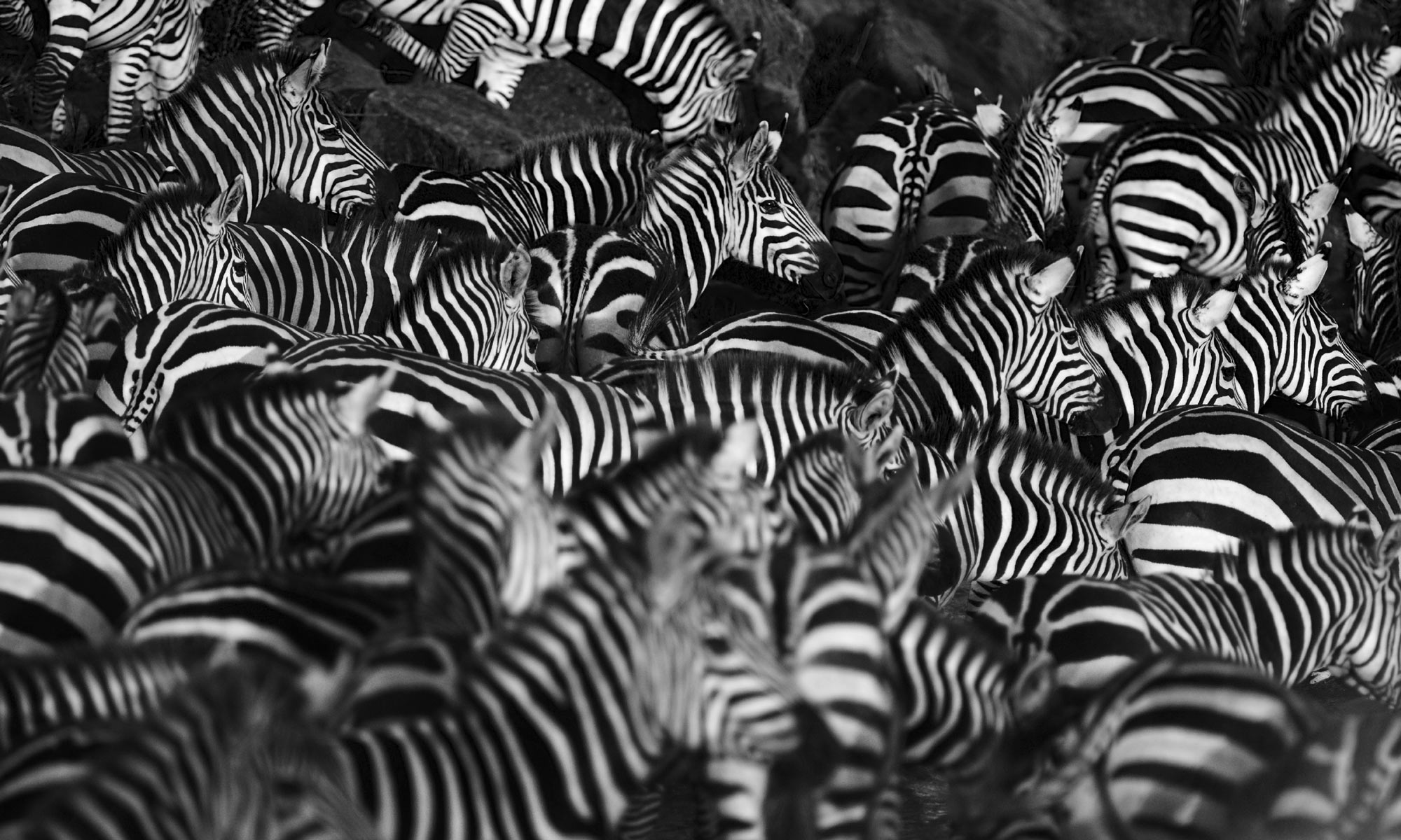 delicaat Genealogie regiment How the zebra got its stripes, with Alan Turing 