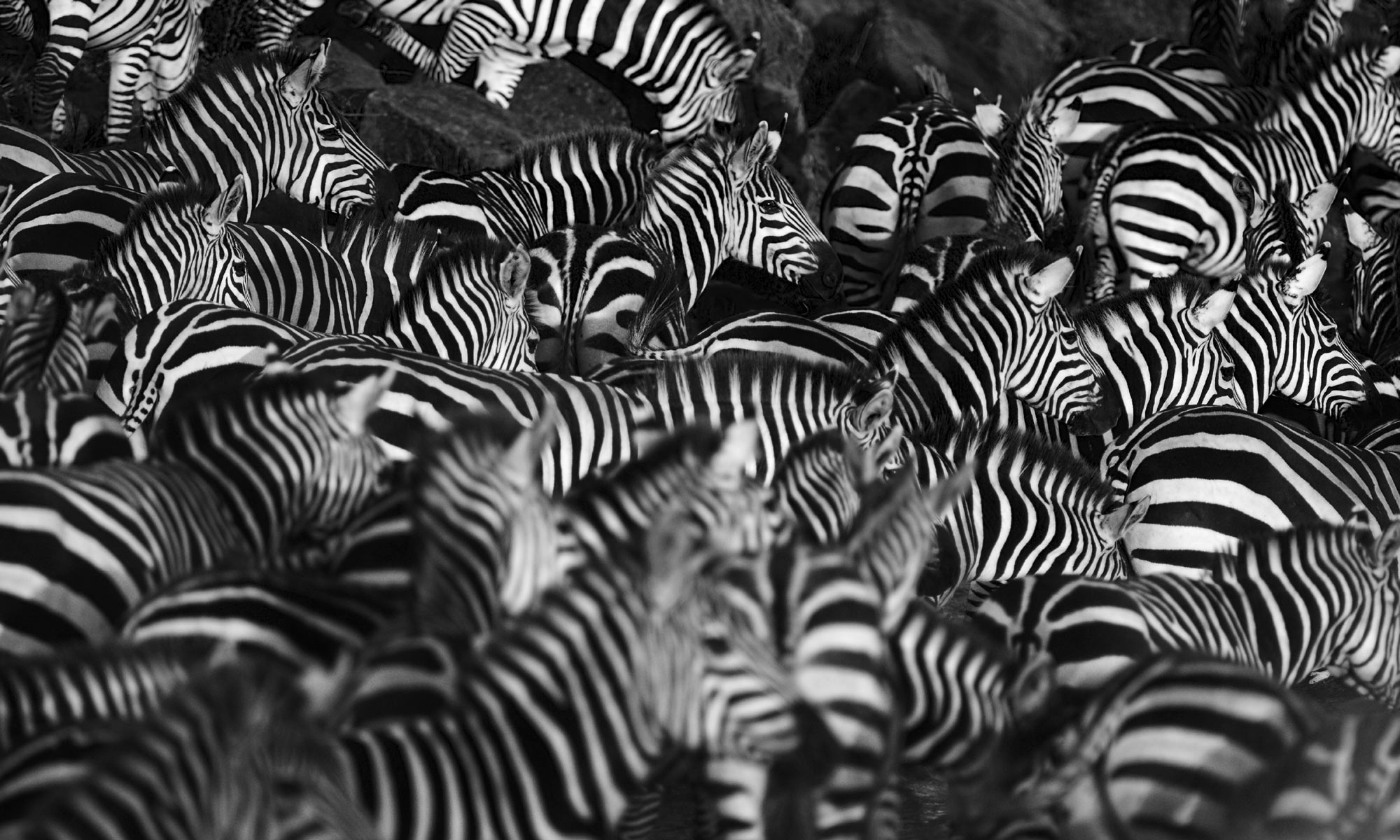 How the zebra got its stripes, with Alan Turing