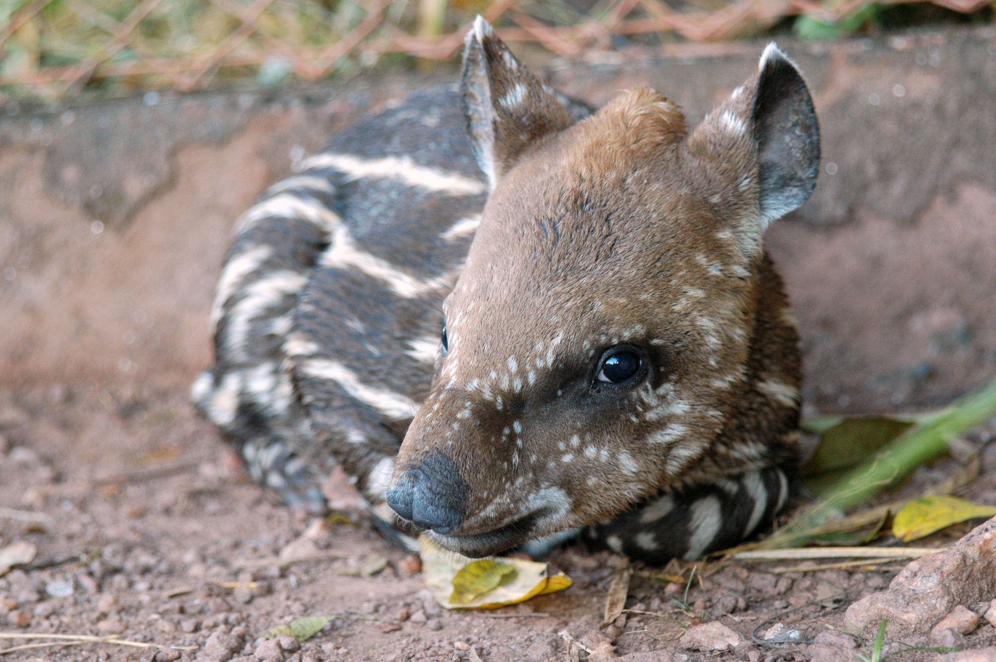 gallery-meet-the-tapir-south-america-s-cutest-prehistoric-animal