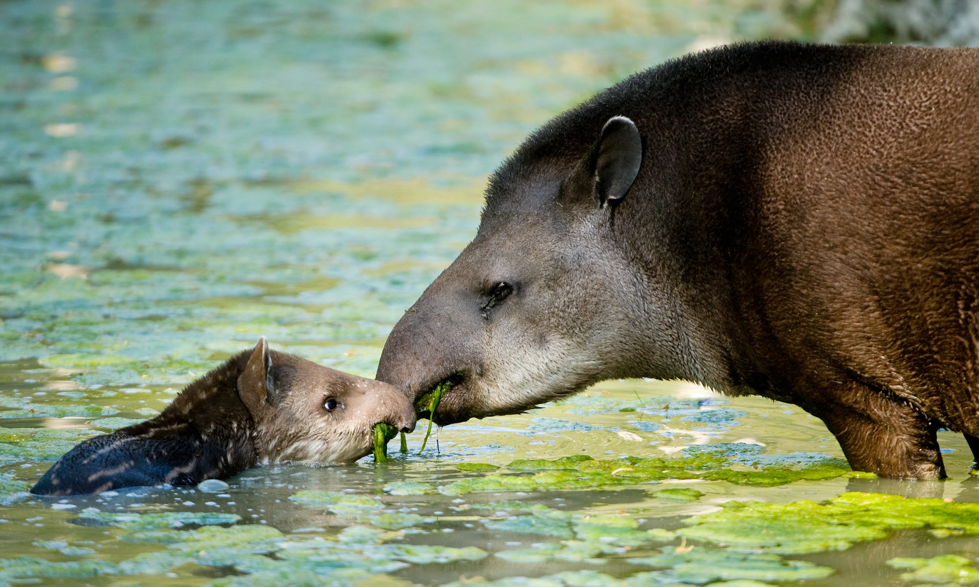 Gallery: Meet the tapir, South America's cutest prehistoric animal |