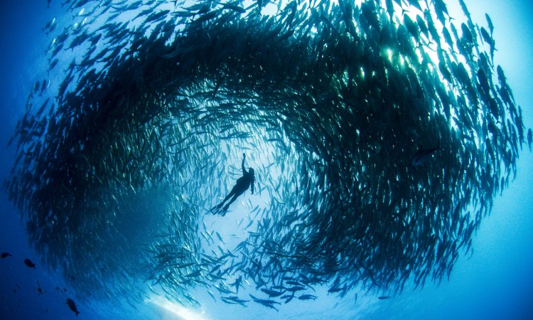 Overfishing - Ocean Connections