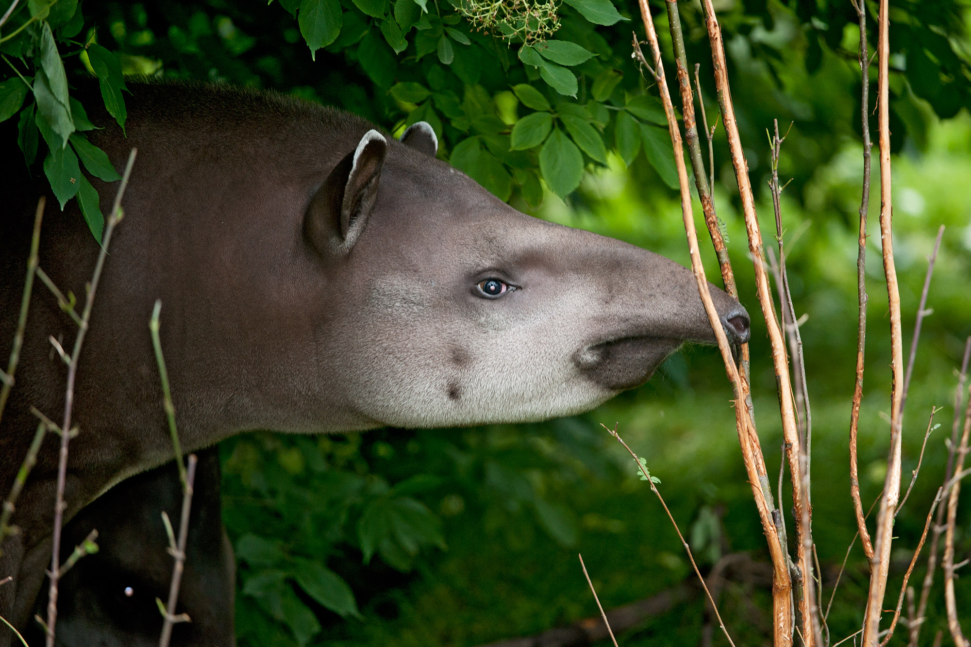 Gallery: Meet the tapir, South America's cutest prehistoric animal |