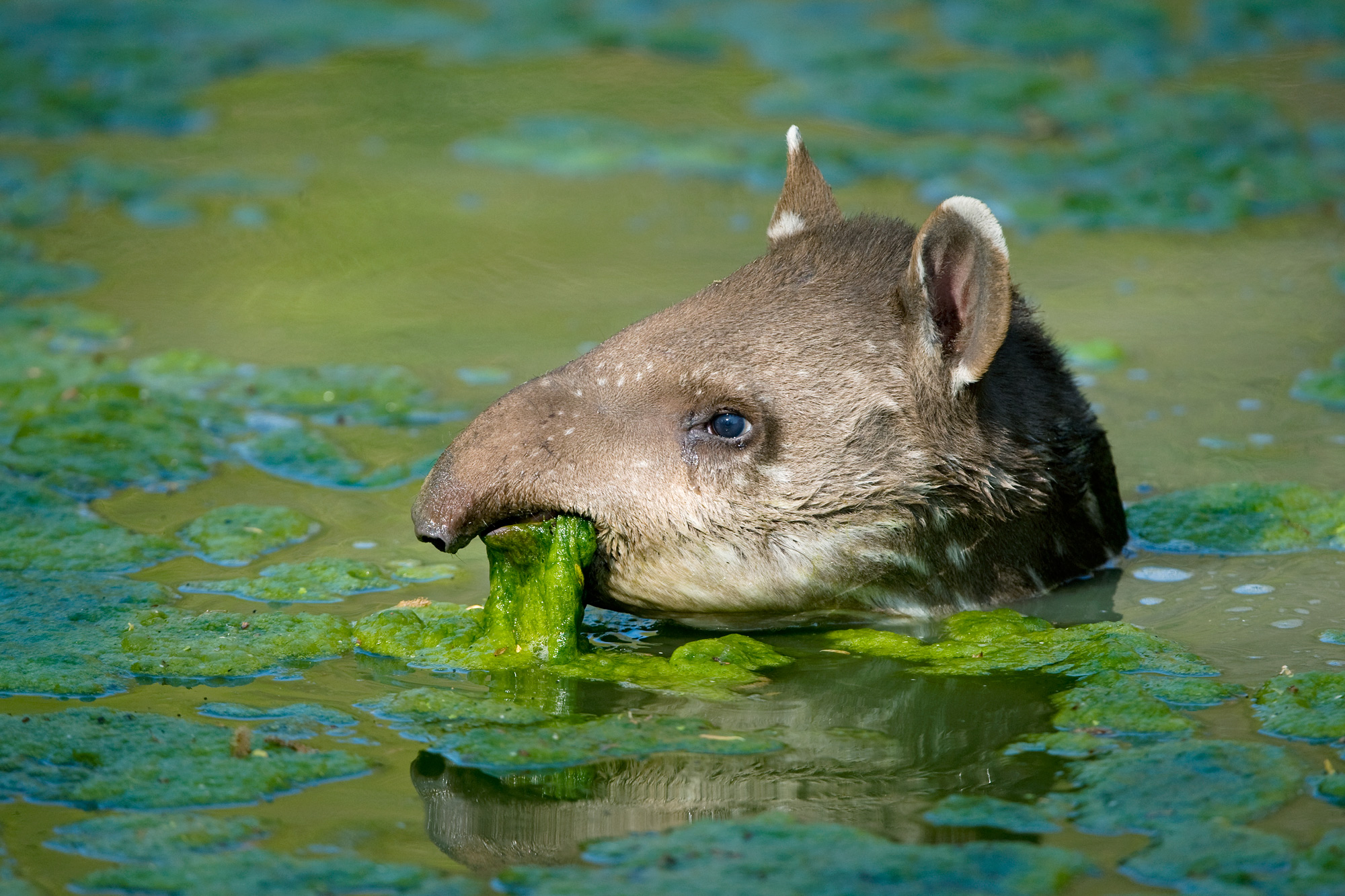 Gallery: Meet the tapir, South America’s cutest prehistoric animal