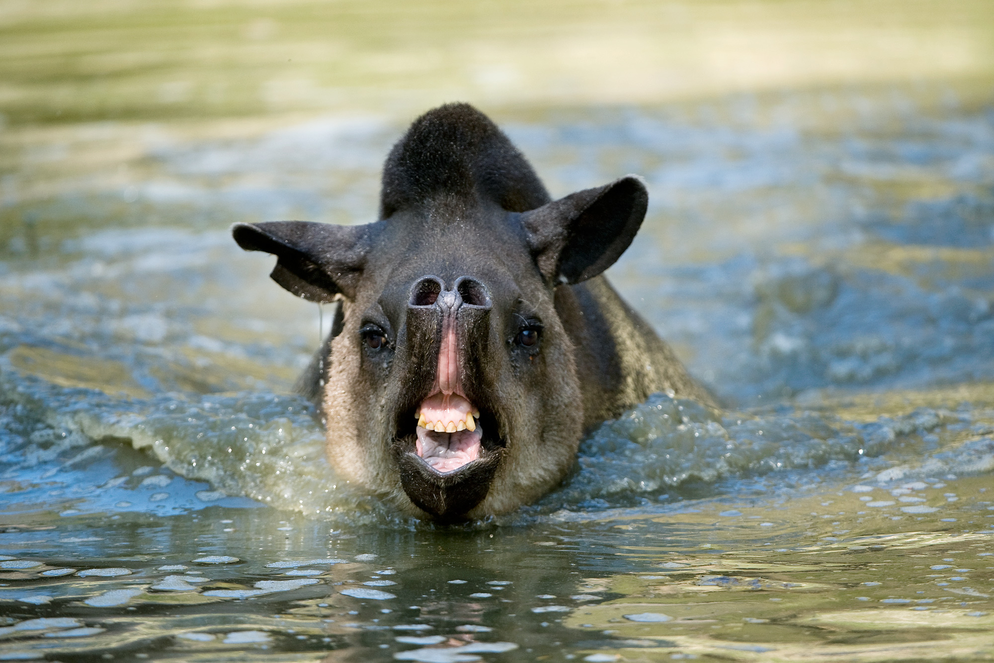 tapir-facts-in-two-places-at-once-animal-fact-files-youtube