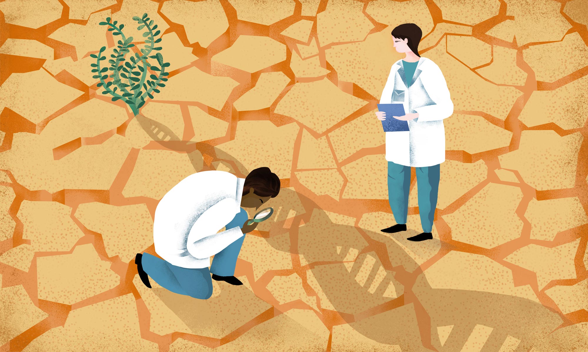 Grow plants without water