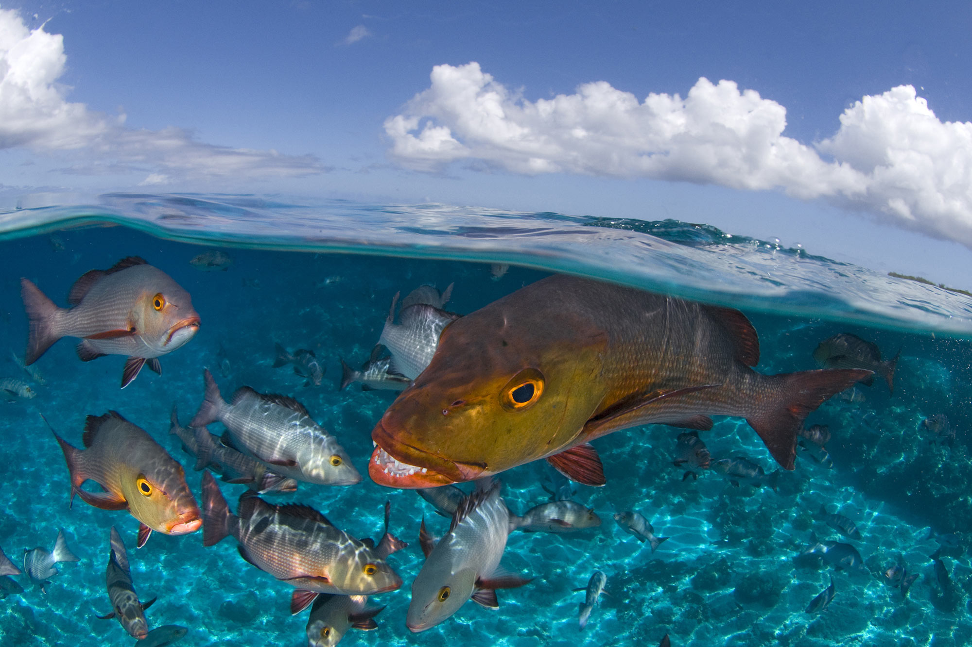 Gallery: The sculpture garden at the bottom of the sea