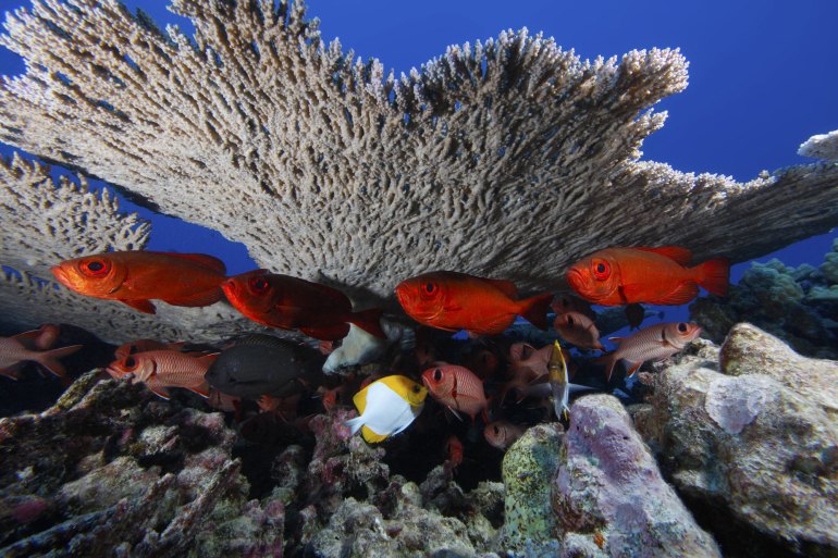 Bigeye at Rapture Reef, a part of the Northwestern Hawaiian Islands Marine National Monument. Within this marine protected area, fish species can rebound. Photo by the NOAA National Ocean Service.