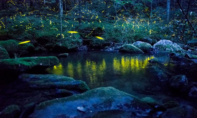 In the Appalachian firefly Photinus carolinus, flying males flash in synchrony with their neighbors, creating a symphony in light. Photo by Radim Schreiber.