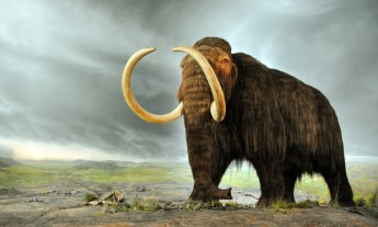 Woolly Mammoth, courtesy of the Royal BC Museum and Archives, Victoria, BC, Canada