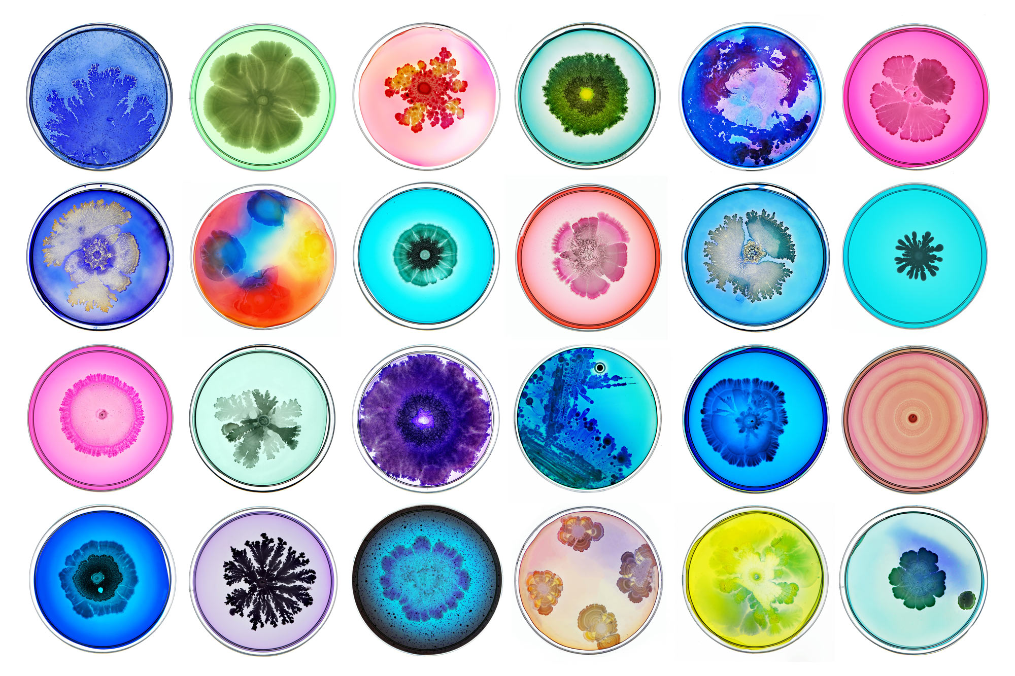 gallery-the-most-beautiful-bacteria-you-ll-ever-see