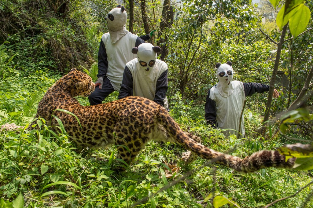 Gallery: The school where pandas learn how to be wild