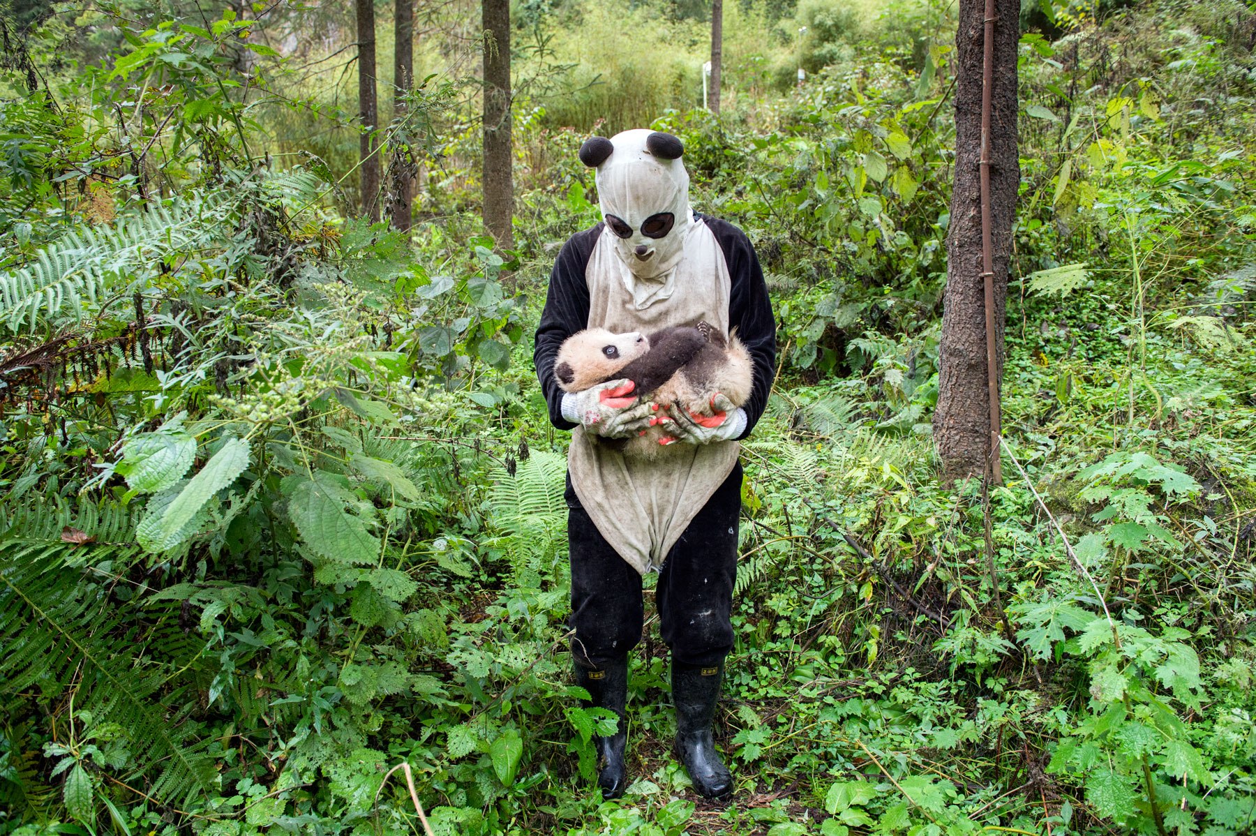 Panda Ranger Training Gallery: The school where pandas learn how to be wild