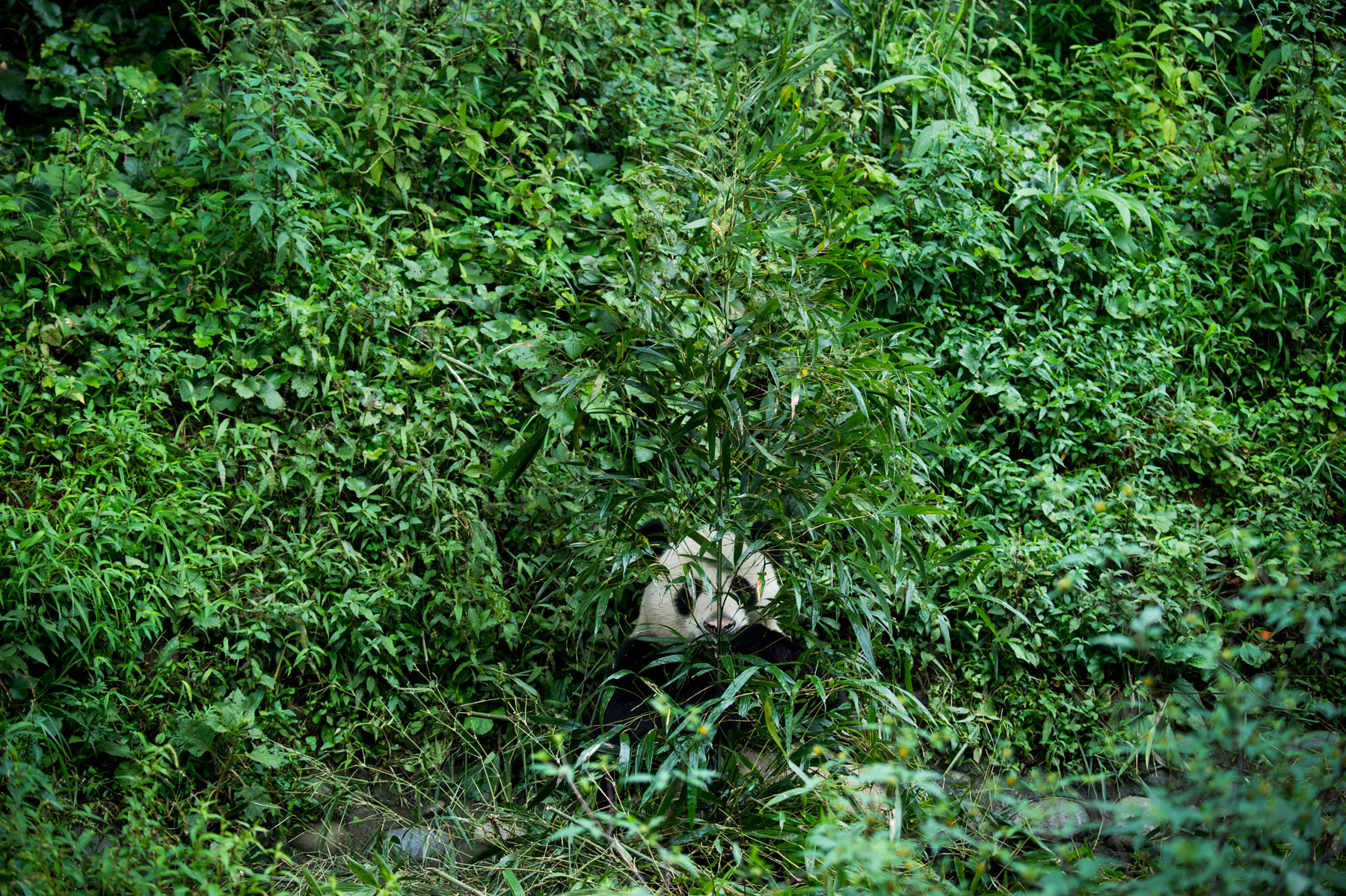 Gallery: The school where pandas learn how to be wild