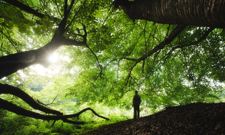 Two men walking  Free Cut Out people, trees and leaves