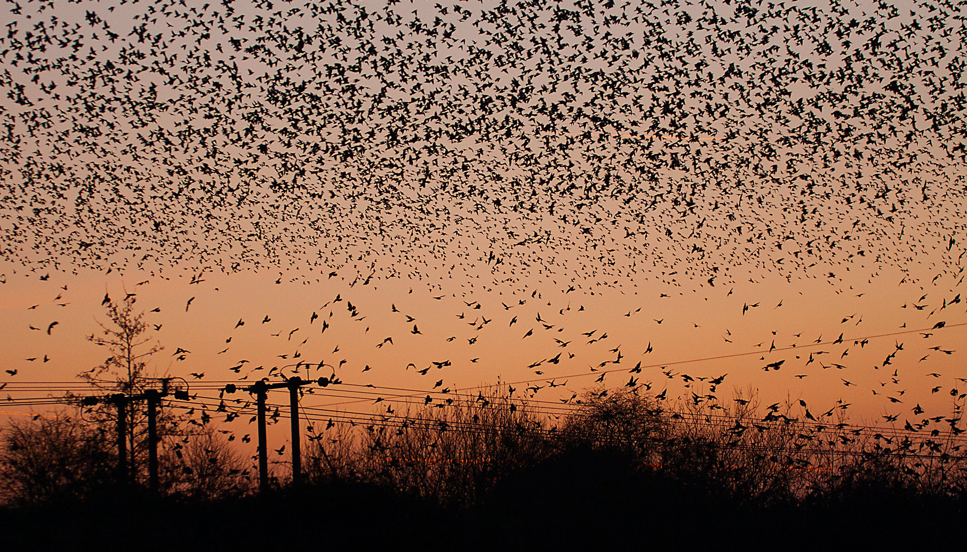 Even If We Don T Love Starlings We Should Learn To Live With Them