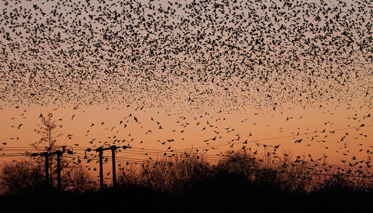 Even if we don't love starlings, we should learn to live with them |