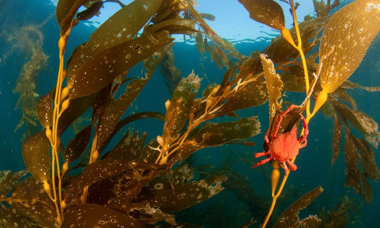 vertical ocean farms that can feed us and help our seas