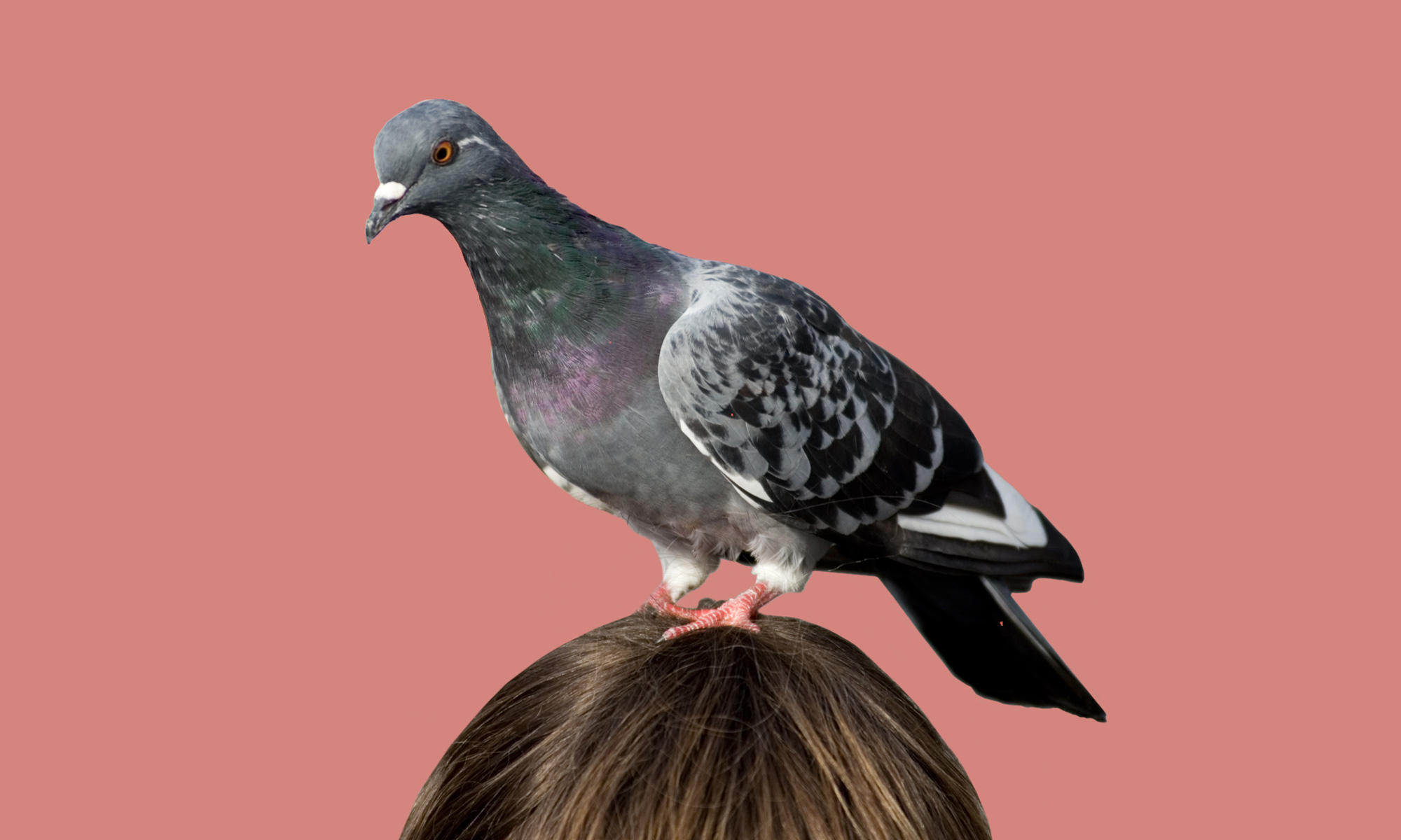 Paper Mache Pigeon