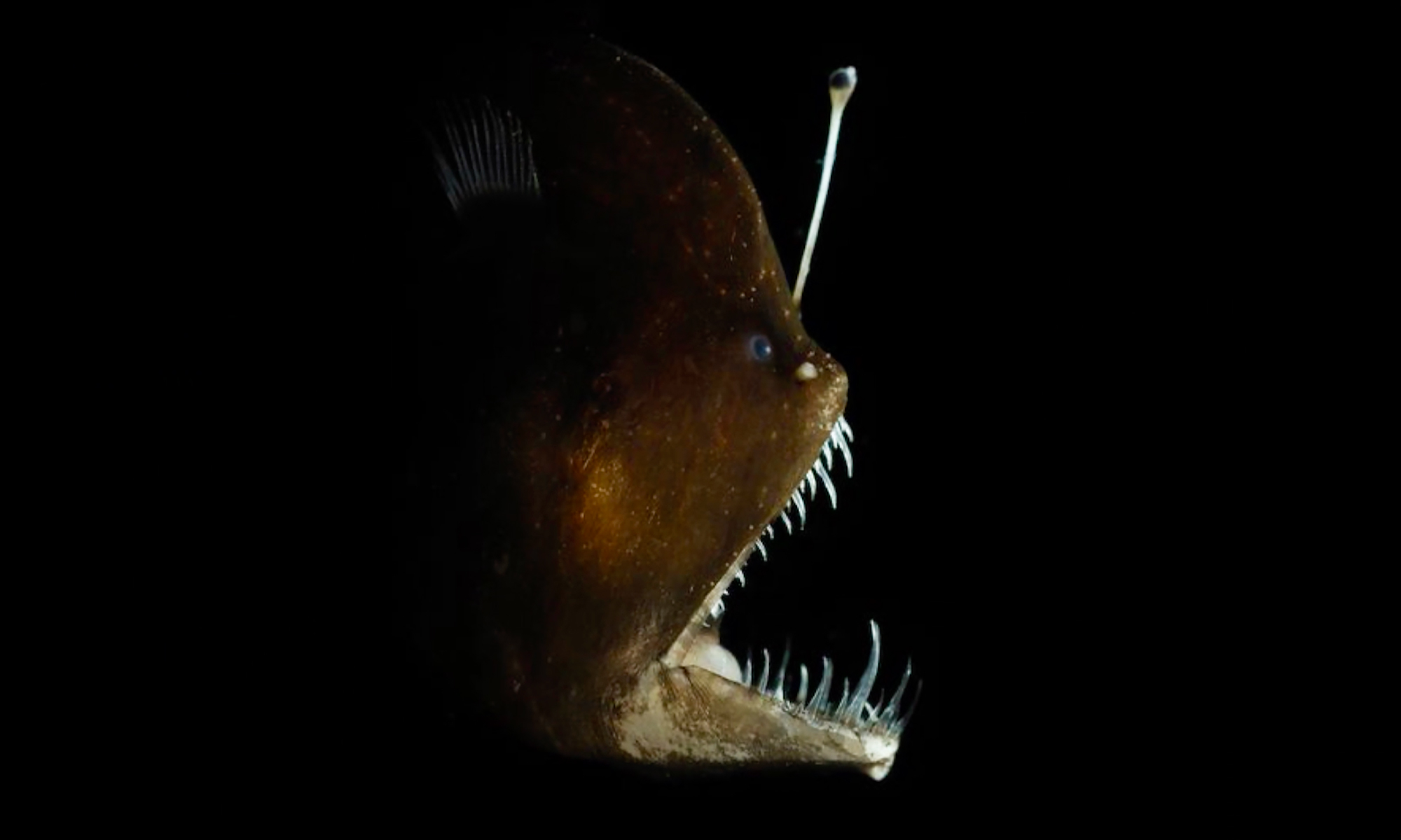 Meet the Tiny Bacteria That Give Anglerfishes Their Spooky Glow