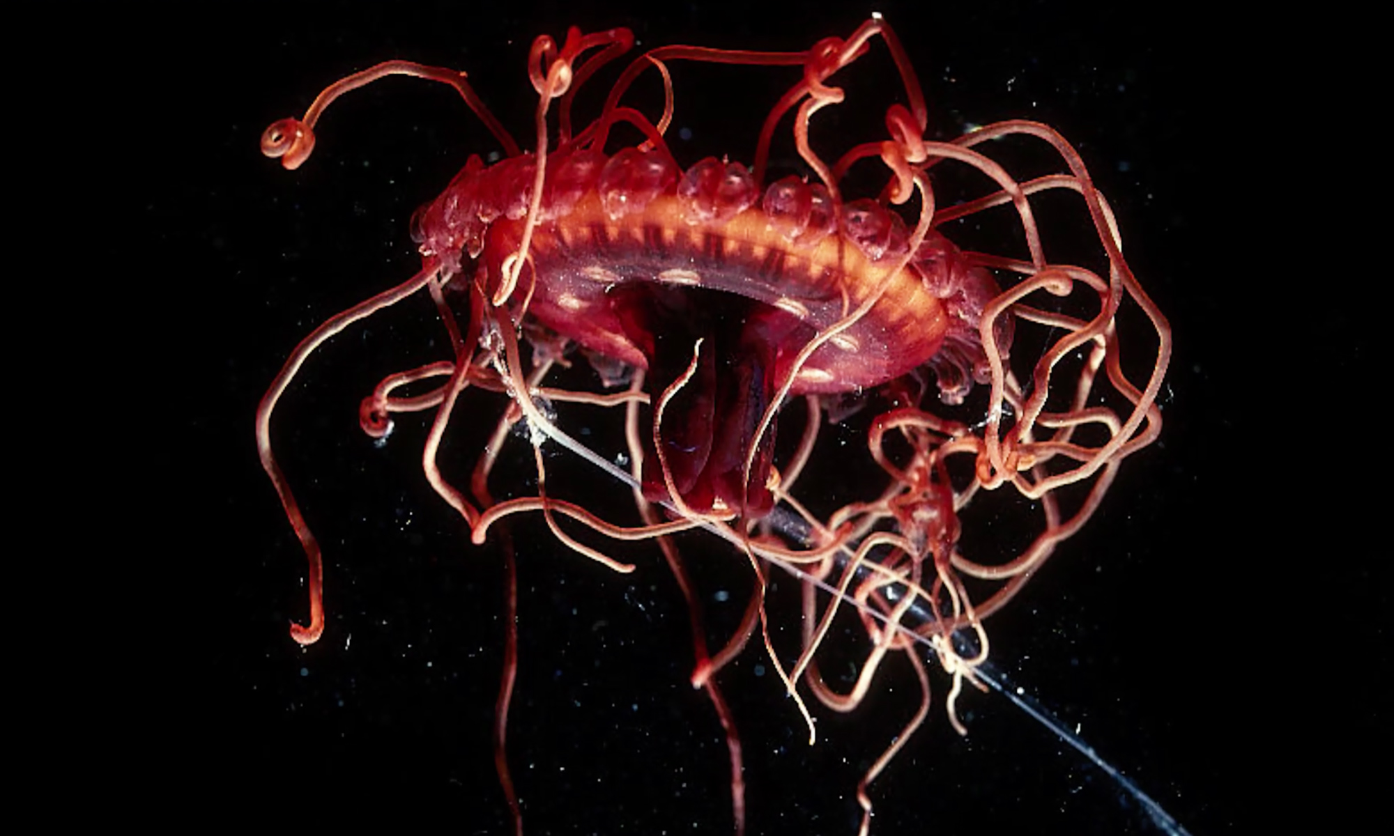 Gallery: Meet 6 bewitching, rarely seen creatures from the ocean's twilight  zone |