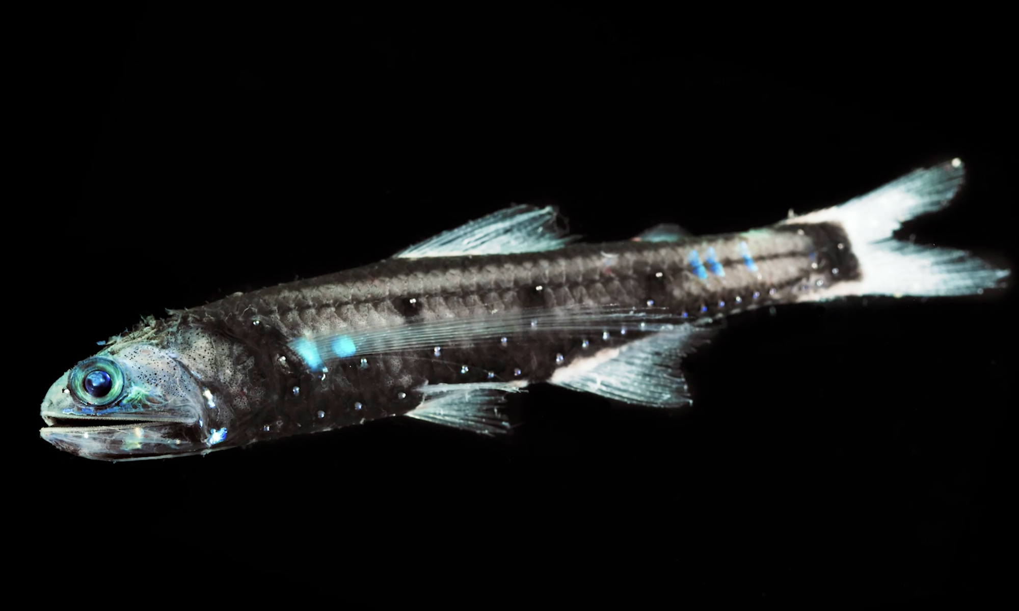 Gallery: Meet 6 bewitching, rarely seen creatures from the ocean's twilight  zone |