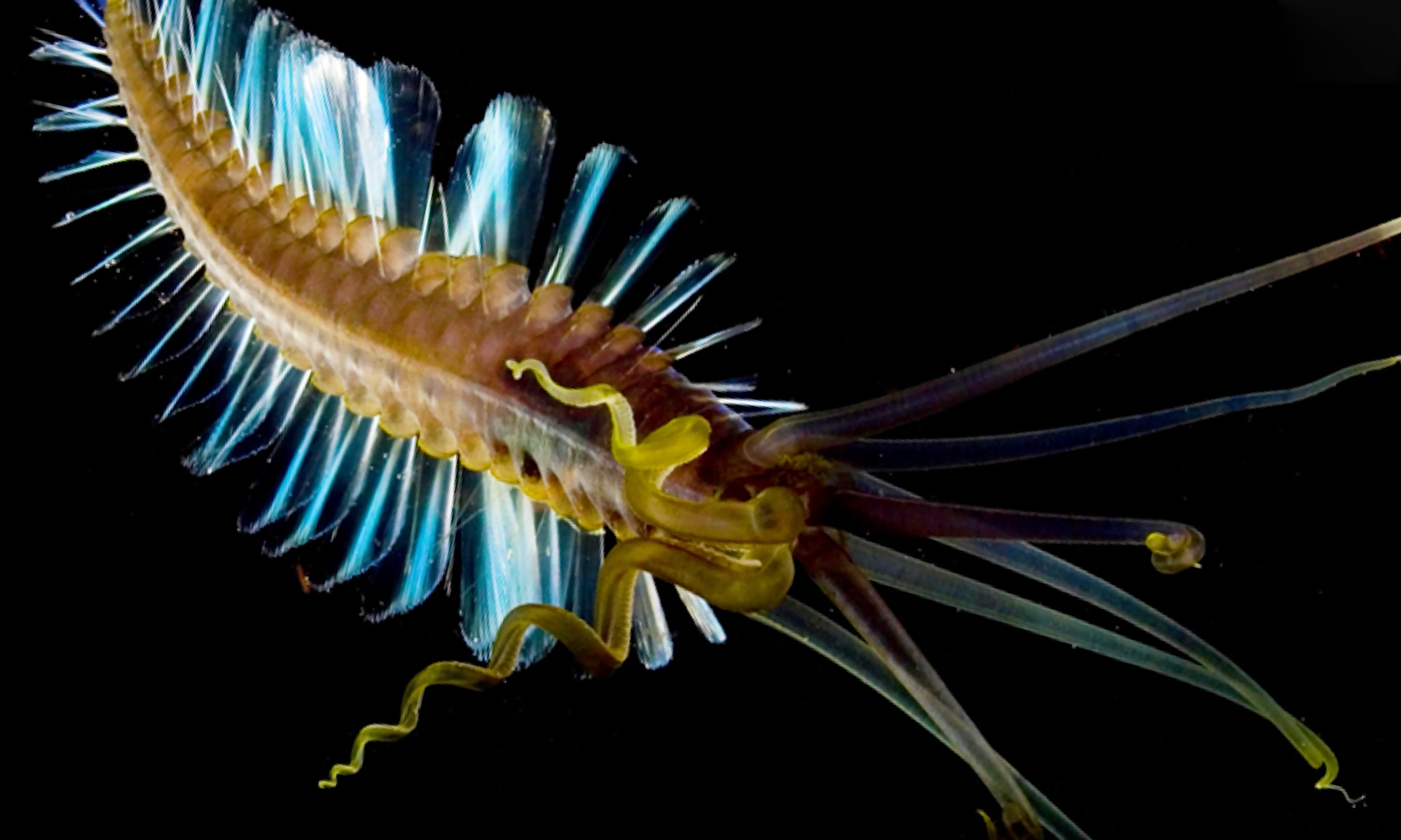 New rainbow-colored fish lives in the ocean's 'twilight zone