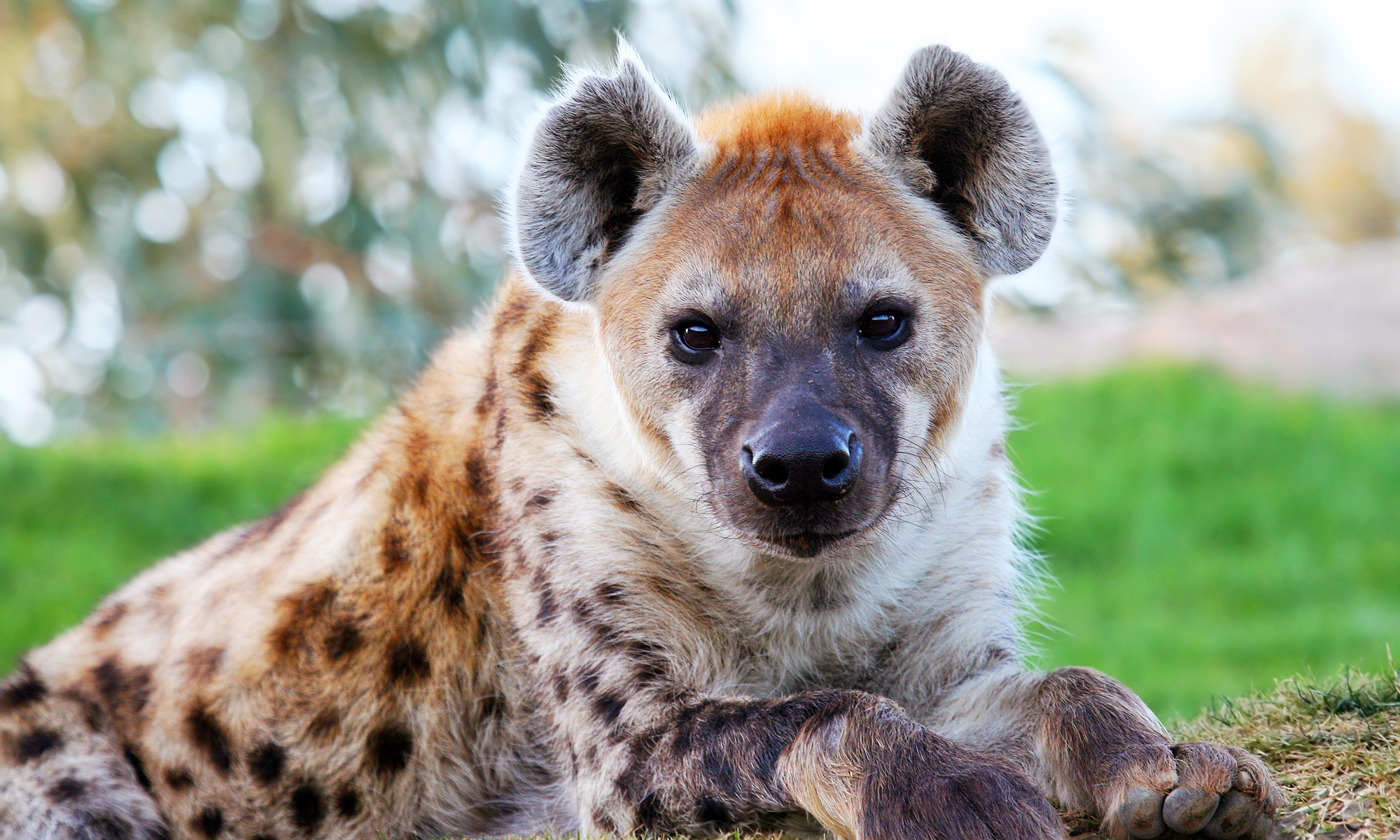 hansa hyena