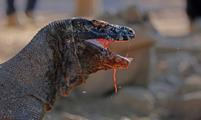Could the key to fighting antibiotic resistance in humans be found in the  blood of the deadly Komodo dragon? |