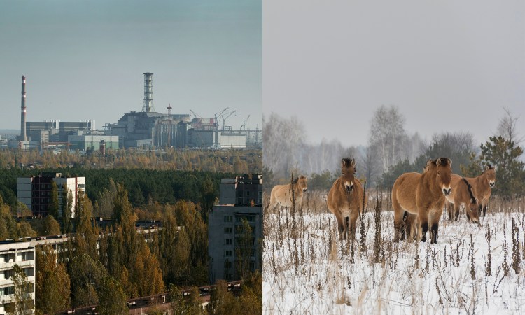 After a nuclear disaster, then what? A surprising look at the animals of  Chernobyl and Fukushima |