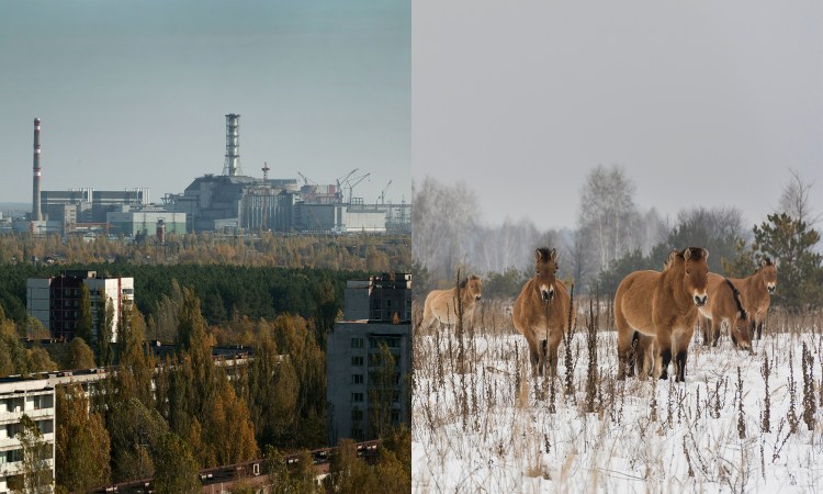 After A Nuclear Disaster Then What A Surprising Look At The Animals Of Chernobyl And Fukushima