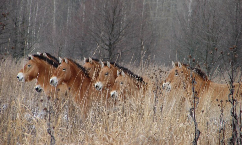 After a nuclear disaster, then what? A surprising look at the animals ...