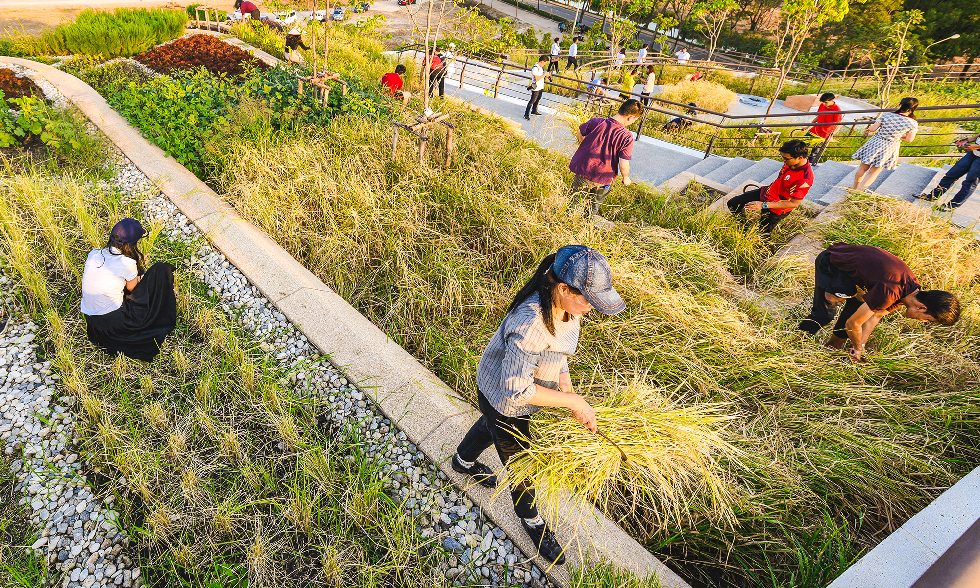 See Asia’s largest organic rooftop farm — located in busy
Bangkok 