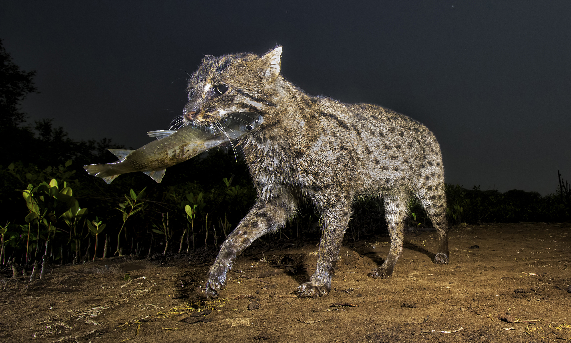 By saving this adorable, elusive wild cat, you could help save the
planet (really!)