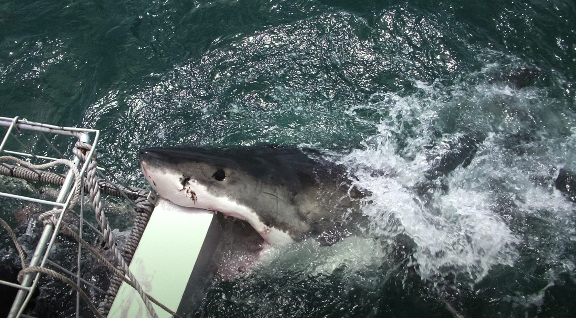does the great white shark home in on fish feed grow