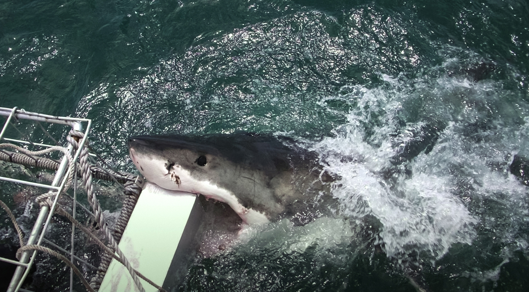 Photo gallery 4 fascinating behaviors of great white sharks and what