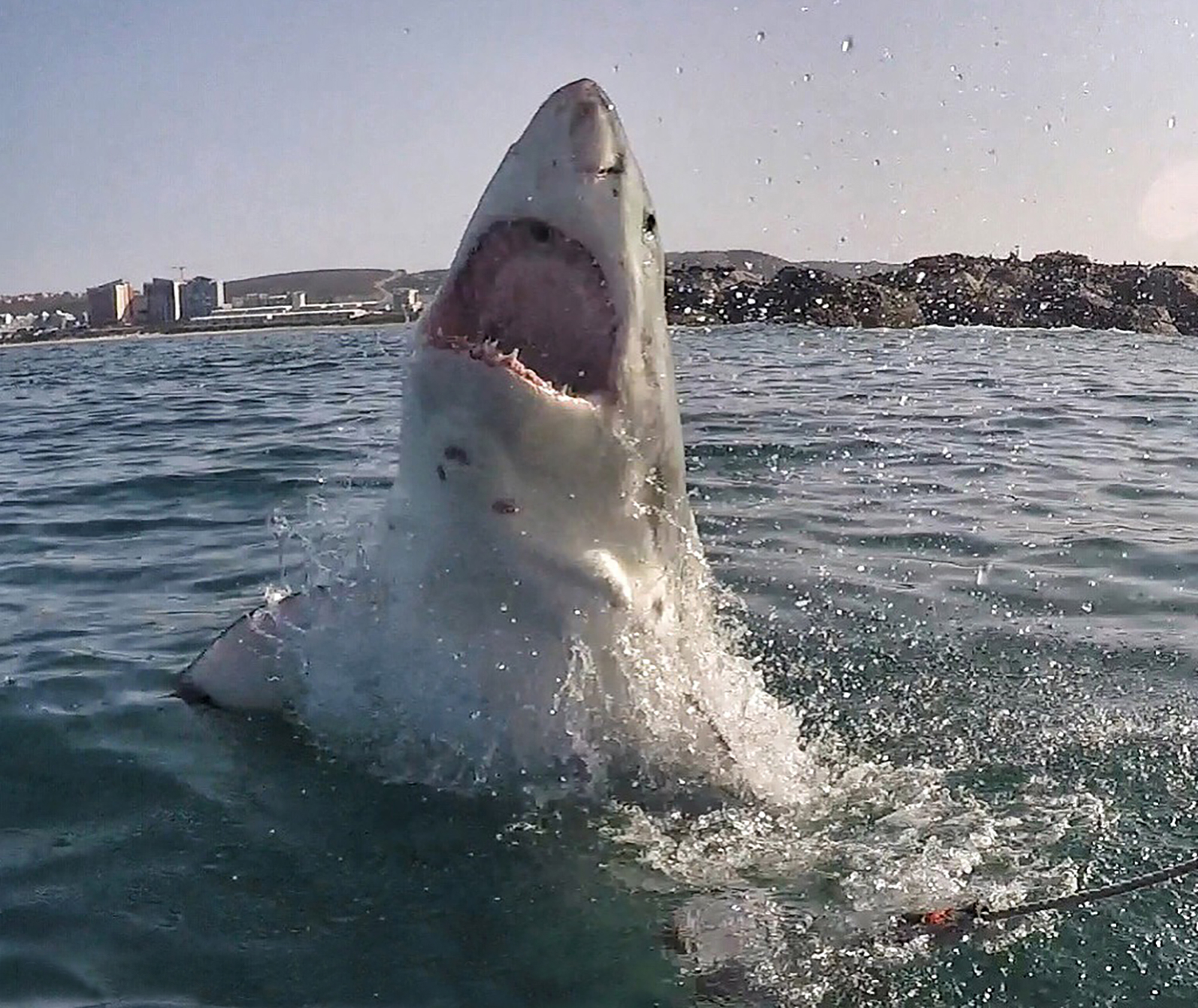 great white shark eating fish