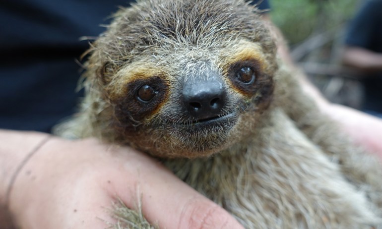 In search of the rare and ridiculously cute pygmy sloth