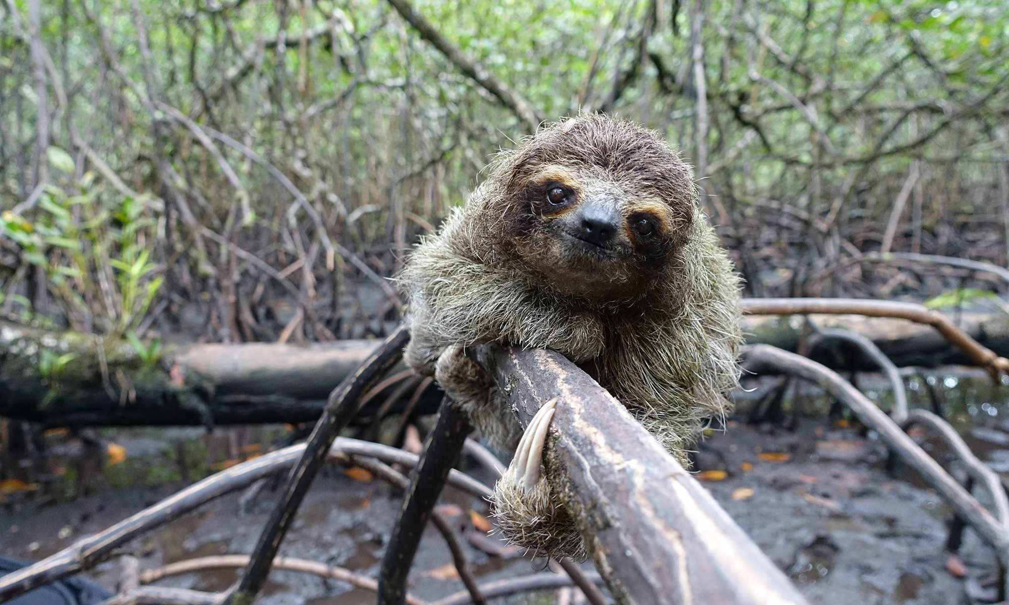 In search of the rare and ridiculously cute pygmy sloth