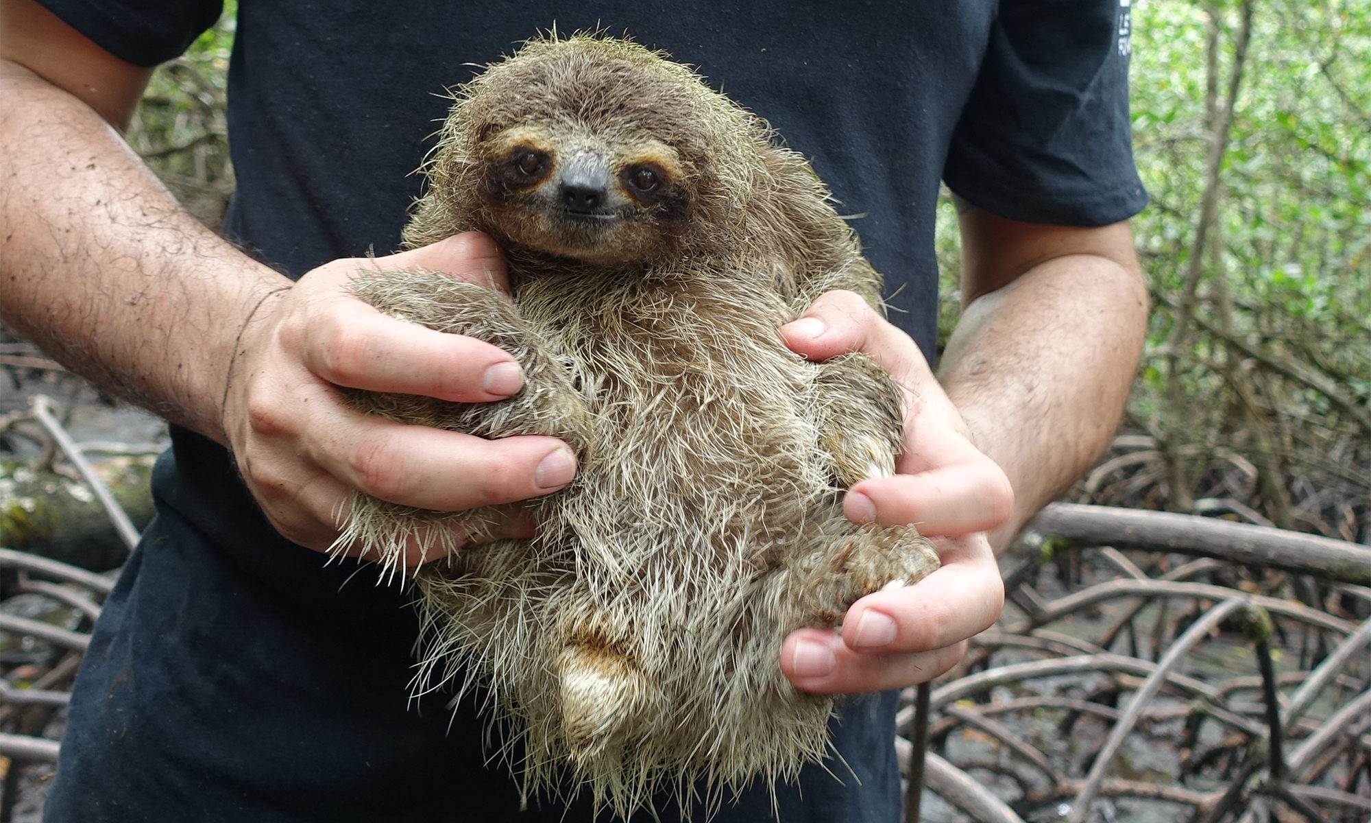 baby pygmy sloth