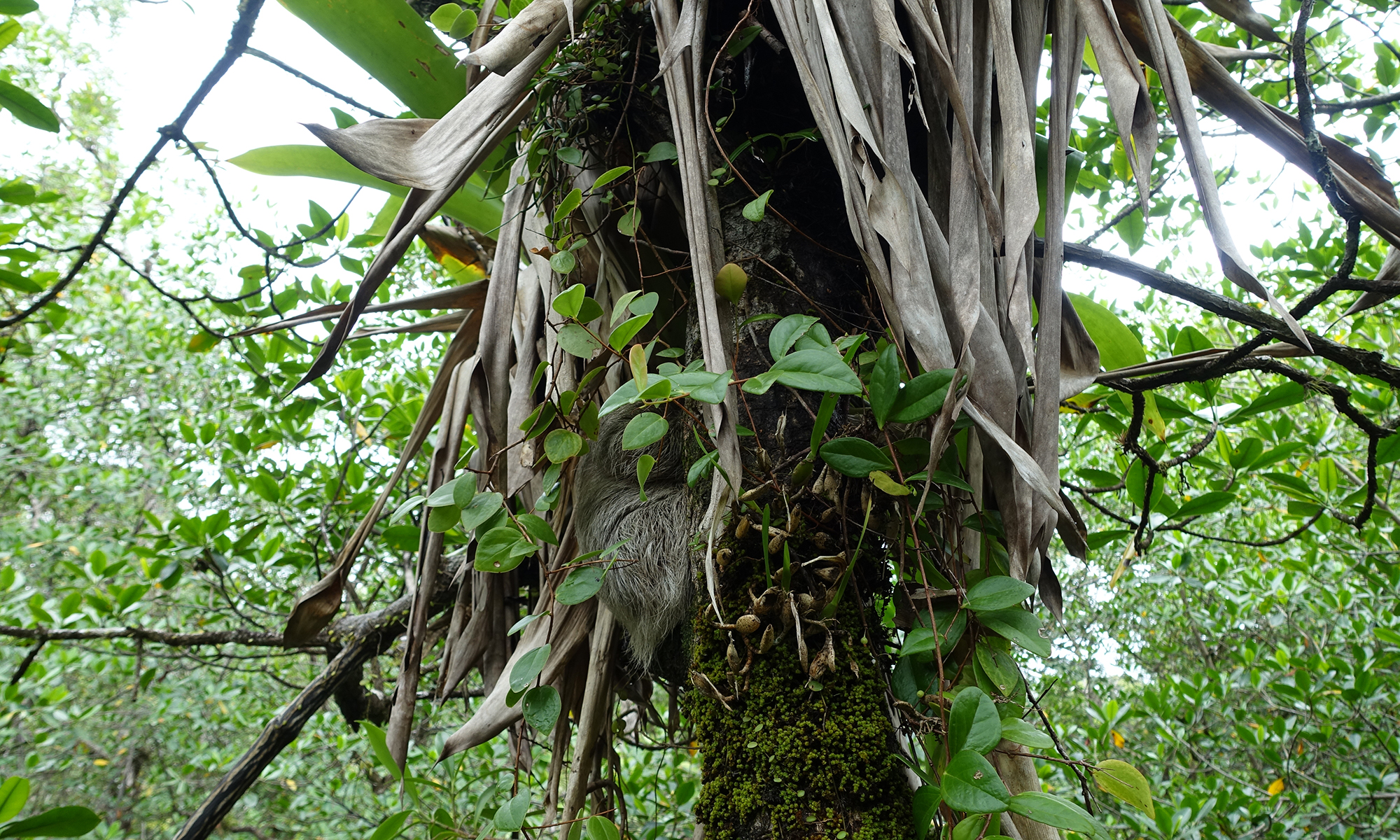 In search of the rare and ridiculously cute pygmy sloth