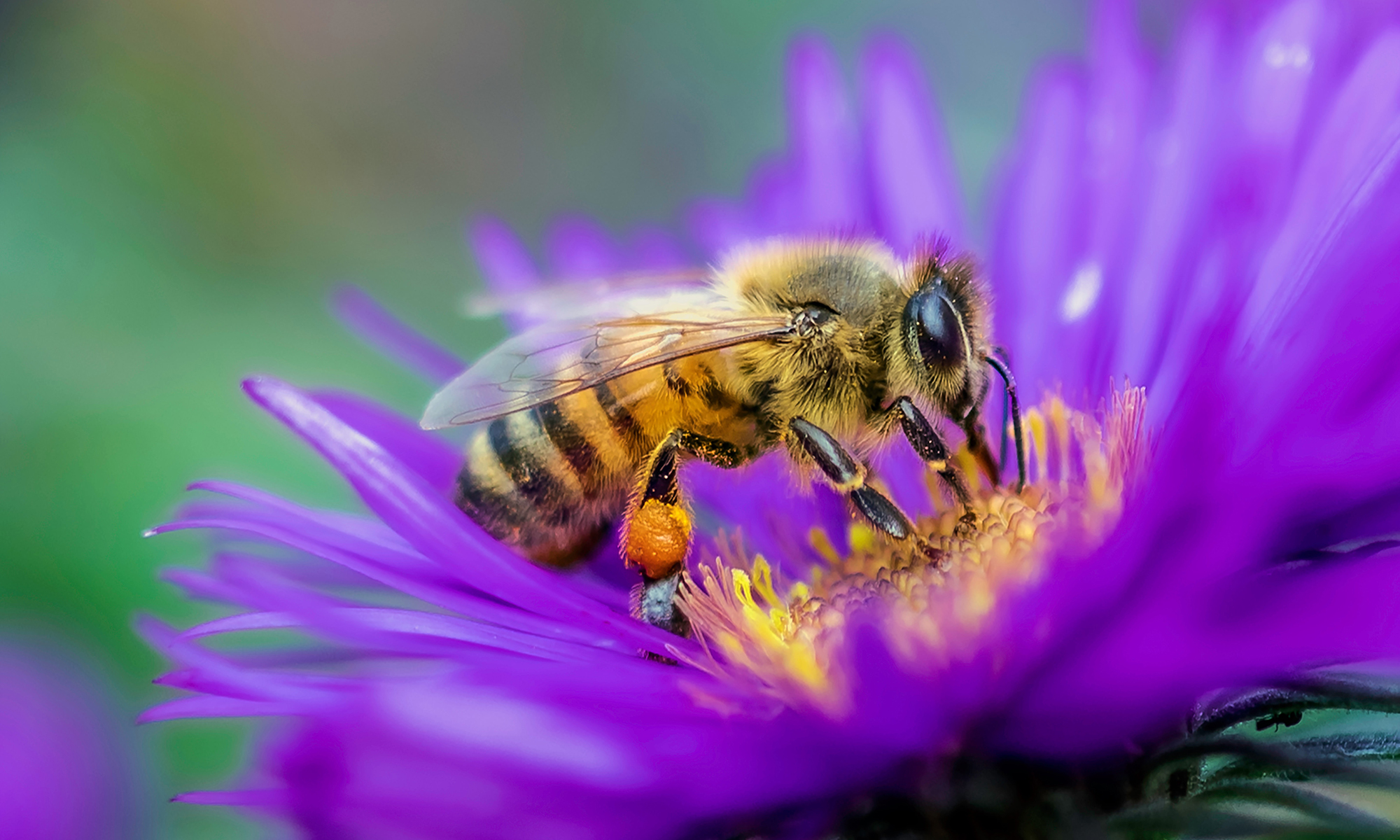 Honeybee, Characteristics, Habitat, Life Cycle, & Facts, Bee 