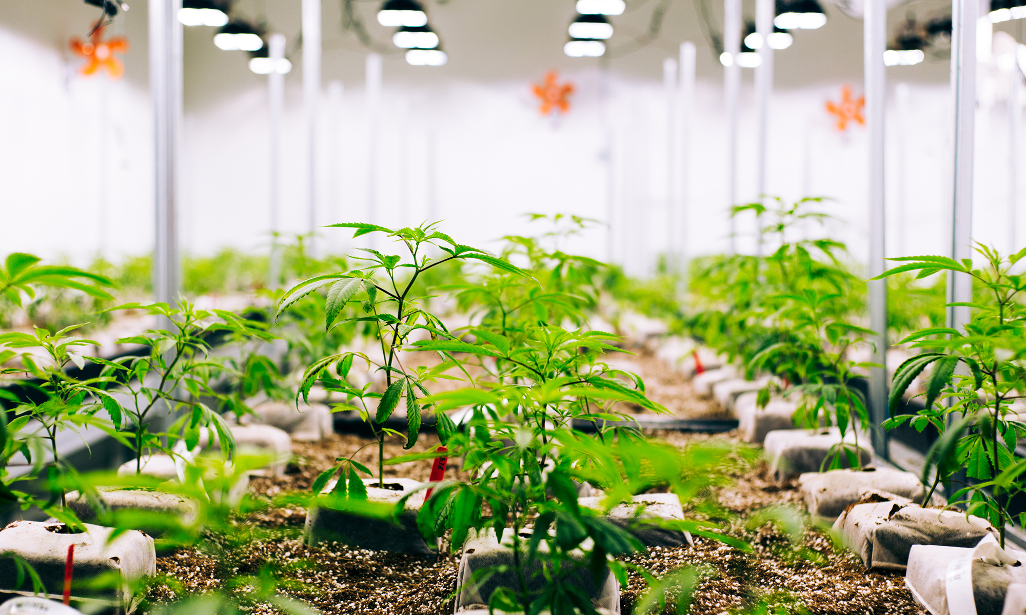 Growing cannabis indoors produces a lot of greenhouse gases – just