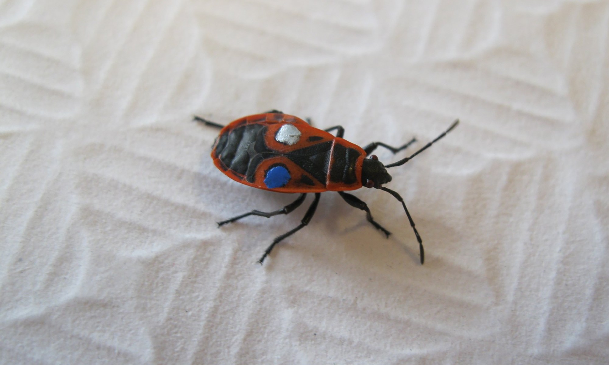 Do insects have personalities? Yes they do, says this researcher