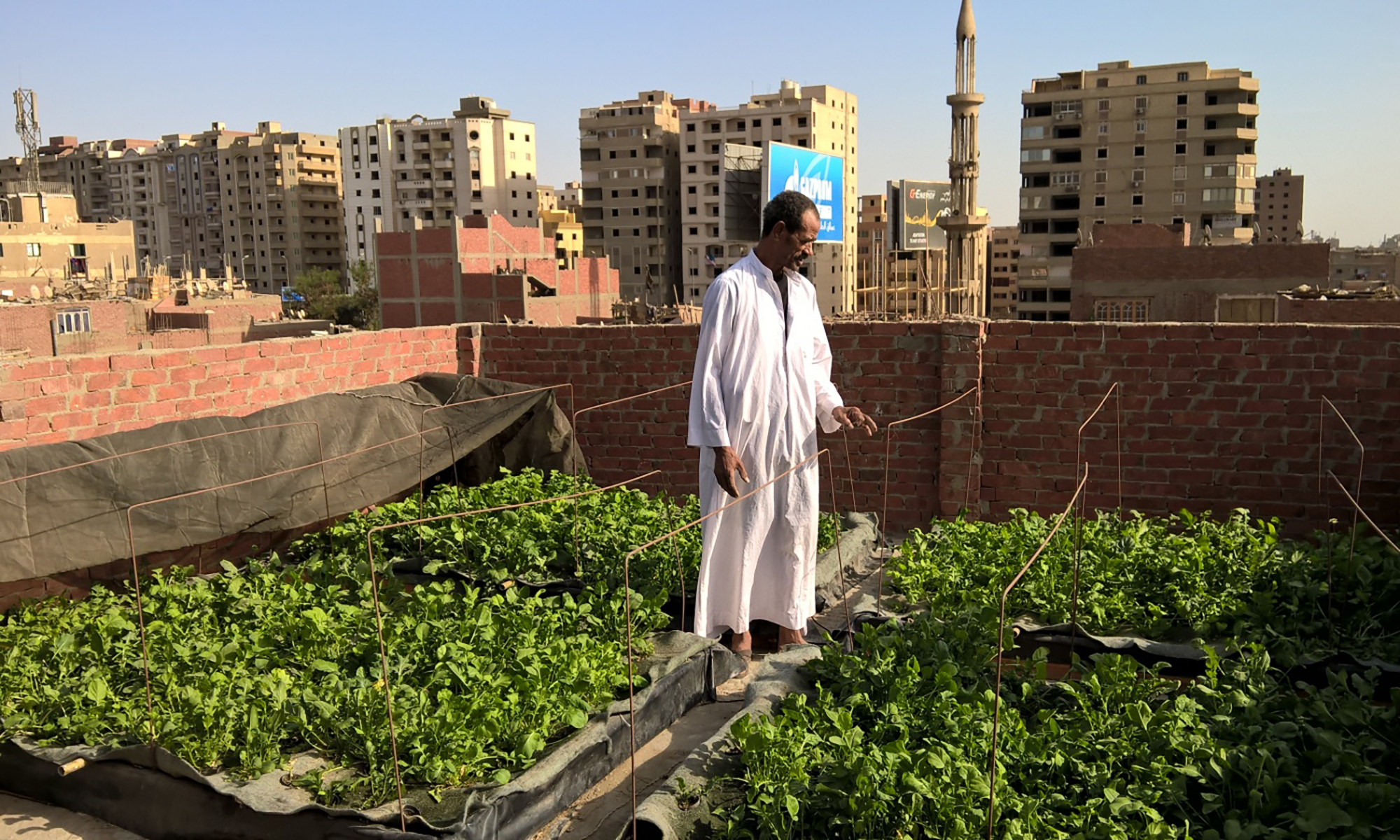 One way to create cooler, cleaner cities? Plant rooftop gardens