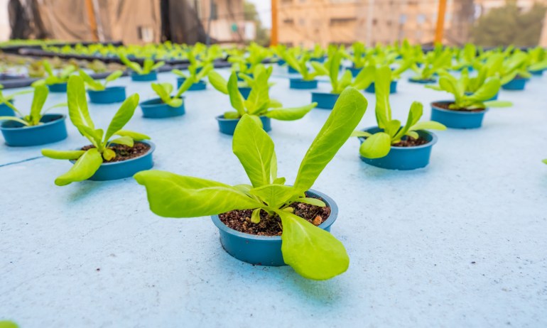 One way to create cooler, cleaner cities? Plant rooftop gardens